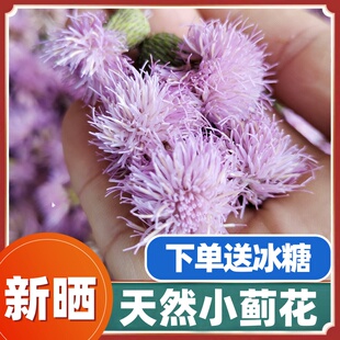 小蓟花刺儿菜花野生刺菜花新鲜大蓟花茶翻白草枸骨叶车前中草药材