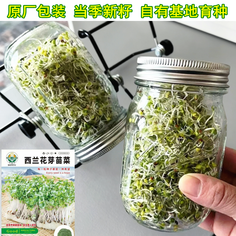 精选西兰花芽苗菜种子当季新籽青花椰菜芽水培芽苗菜西蓝花籽500g