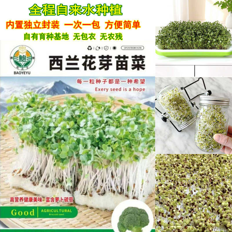 当季精选西兰花芽苗菜种子高萝卜硫素梅森瓶水培芽苗菜西蓝花250g