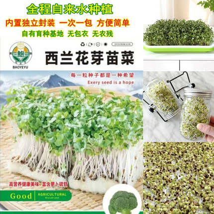 当季精选西兰花芽苗菜种子高萝卜硫素梅森瓶水培芽苗菜西蓝花250g