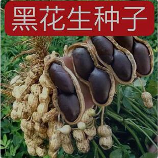 大田四粒红罗汉果庭院四季高产花生种籽孑蔬菜种子富硒黑花生种子