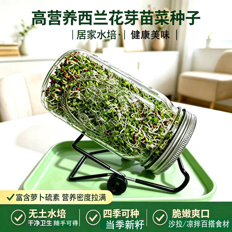 西兰花芽苗种子家庭阳台无土栽培懒人种植富含硫苷可食用芽菜种籽