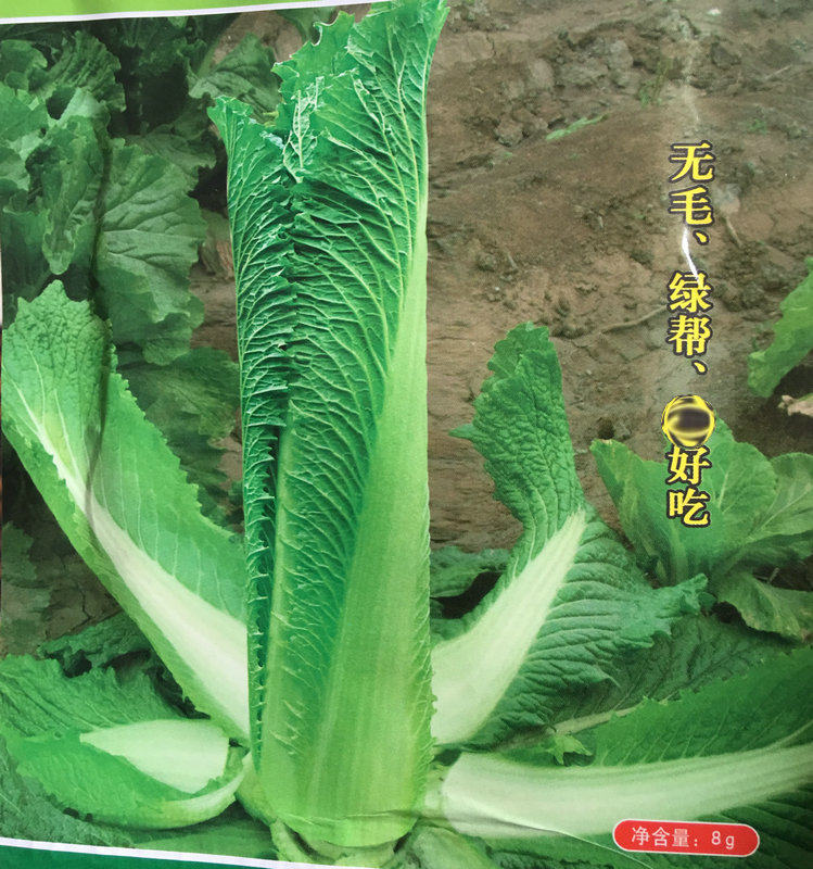 老品种非转基因千年古菜大白菜种子玉田包尖大白菜种子大白菜5克