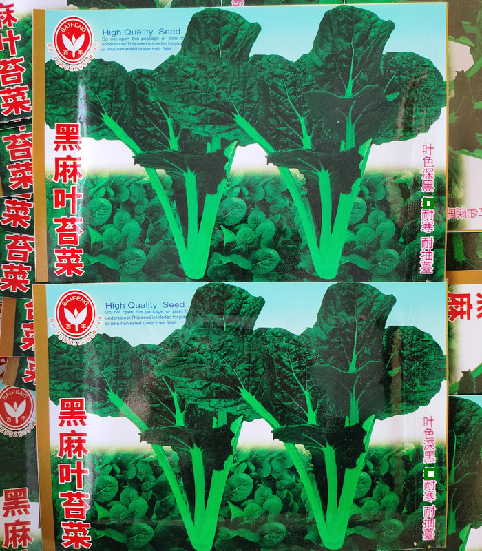 老品种本地黑麻叶苔菜种子耐寒