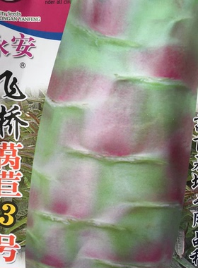 大田基地种植蔬菜种子永安飞桥莴苣3号金农莴笋薄皮肉绿红皮高产
