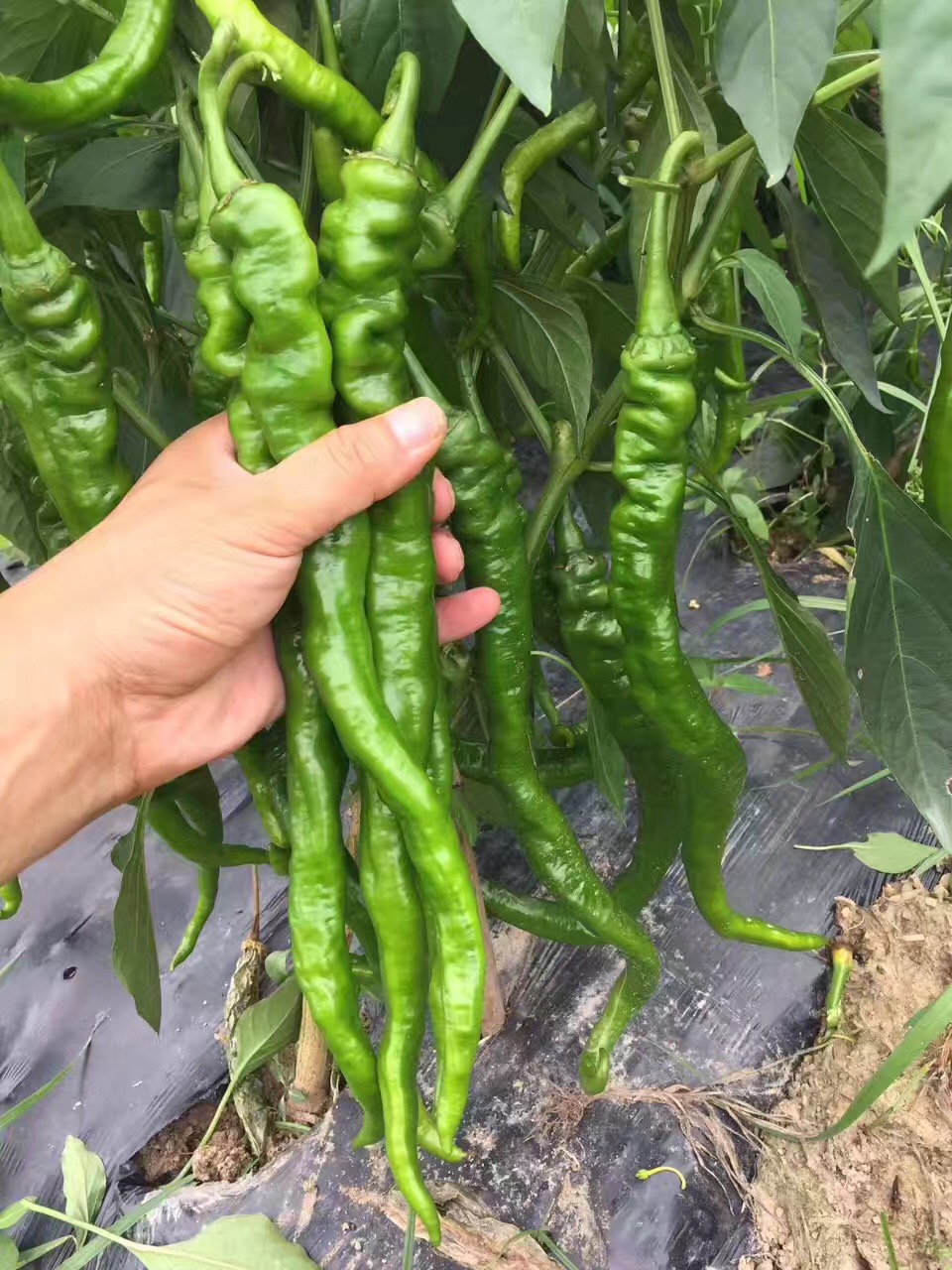 湘研种业辣博士2 6 9号辣椒种子超长线椒高产中早熟螺丝红青线椒