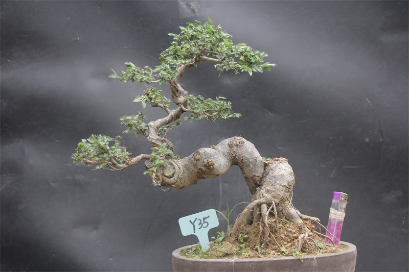 厂促精品造型榆树y1  盆景符石悬崖小型小叶榆金钱榆阳台桌面实物