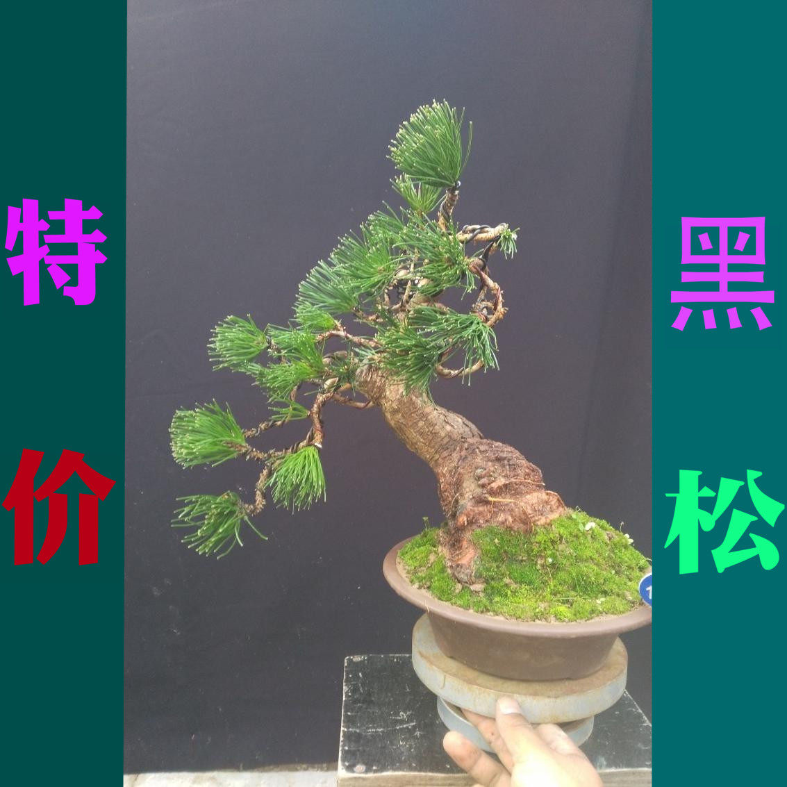Black Pine Bonsai Small black pine bonsai Miniature bonsai Other black pine Palm Bonsai Ornamental bonsaiin the Flower delivery/Flowers simulation/Plants gardening , Flowers/Potted plants (New) , Flowers  category - from Buy2taobao.com to provide professional Taobao agent buy service