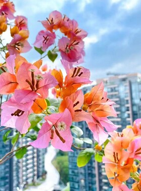 （变色龙）三角梅小苗橙色不带花盆栽大苗重瓣室内阳台庭院树苗