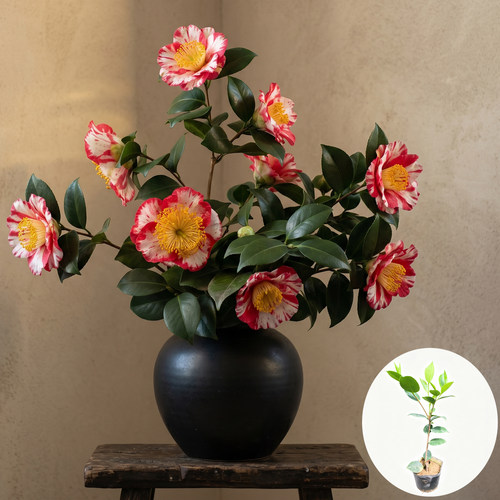 【皇冠】福建茶花苗重瓣多色勤花品种阳台庭院盆栽易活绿植花卉