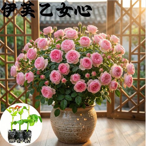 乙女心月季花苗小苗大花浓香品种月季苗阳台庭院绿植盆栽花园花卉
