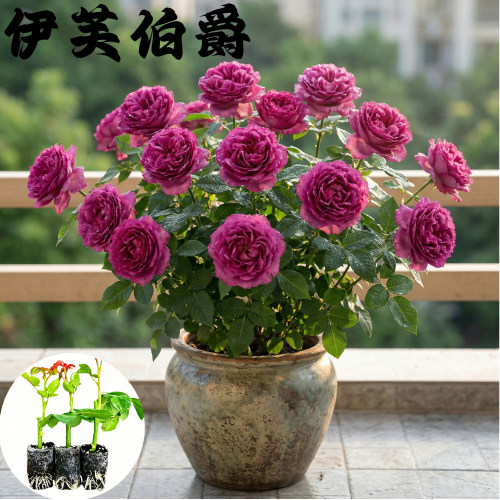 伊芙伯爵月季花苗小苗大花浓香品种月季苗阳台庭院绿植盆栽花卉
