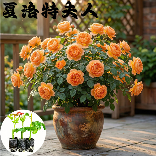 夏洛特夫人月季花苗小苗大花浓香品种月季苗阳台庭院绿植盆栽花卉