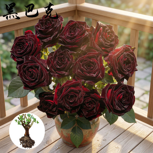 黑巴克 月季花苗 丝绒感大花灌木勤花玫瑰 庭院阳台盆栽花卉