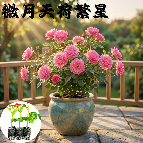 天荷繁星月季花苗小苗大花浓香品种月季苗阳台庭院绿植盆栽花园花