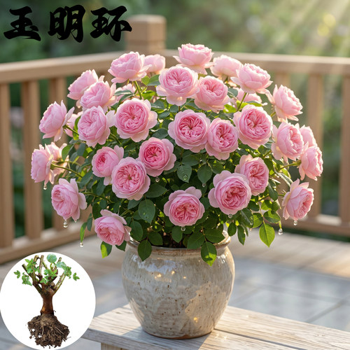 新品 玉环明 月季花苗 浓香灌木包子型勤花月季 庭院阳台盆栽植物
