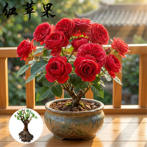 红苹果 月季玫瑰花苗 正红色灌木勤花多头月季 阳台庭院盆栽