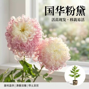【鹅毛粉黛】大菊花苗 独本菊花苗 瑞云殿 国华大菊系列狮子头菊