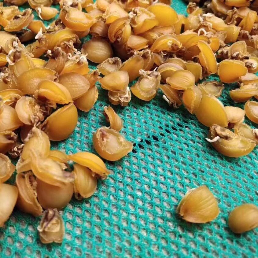 阳江沙扒鲍鱼干货特级鲍鱼仔海鲜干货煲汤煲粥佛跳墙食材煲汤煲粥