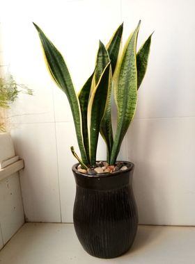 40元库存清仓打折处理黑色条纹罐陶瓷花盆家居摆设大号景观花盆