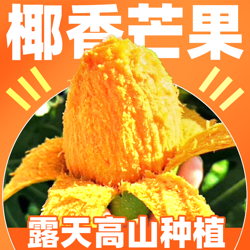 高山露天种植攀枝花椰香芒果