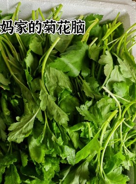 南京产地直销菊叶菜新鲜蔬菜菊花脑菊花叶劳涝自家种植