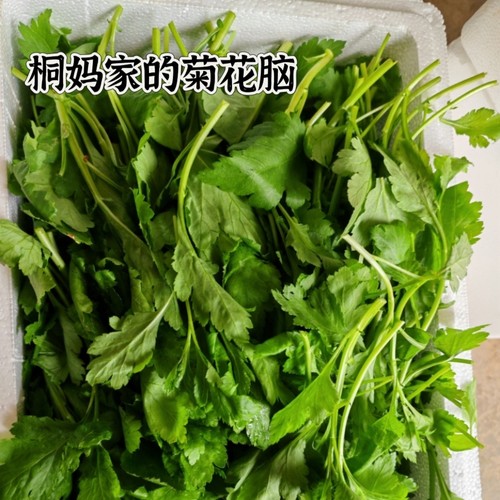 南京产地直销菊叶菜新鲜蔬菜菊花脑菊花叶劳涝自家种植