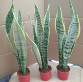 金边虎皮兰盆栽花卉多肉水培植物绿植室内吸办公室四季 常青虎尾兰