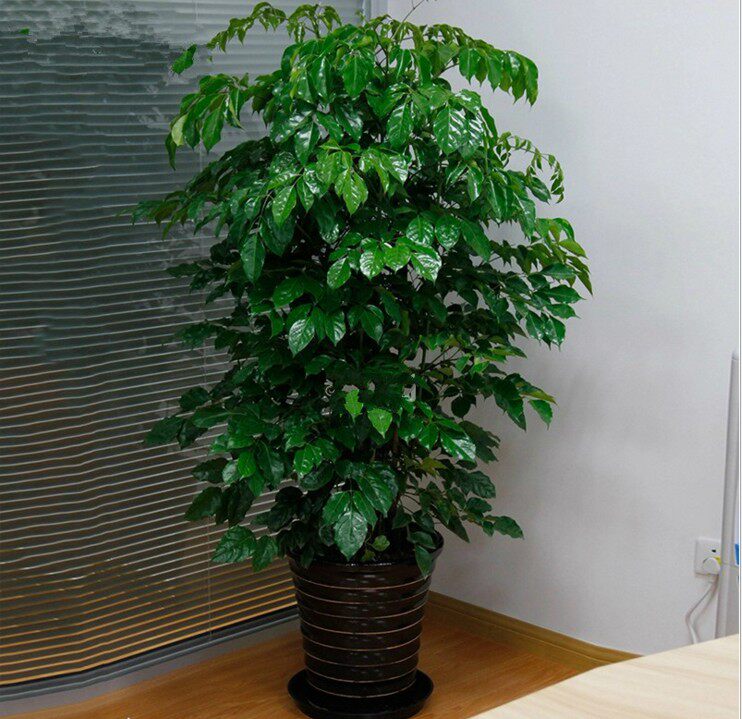 幸福树盆栽植物四季常青办公室内室外好养盆景净空气桌面花卉绿植