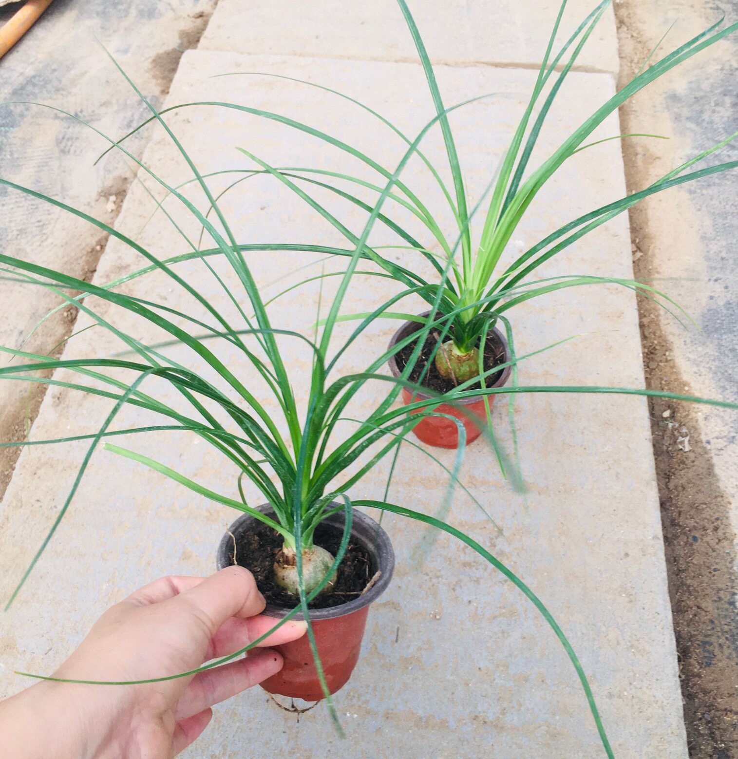 酒瓶兰花卉植物室内桌面盆栽四季耐寒耐旱观叶懒人好养垂吊绿植