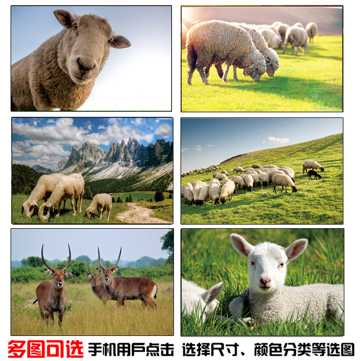 草原羊群画山羊绵羊贴画海报蓝天白云内蒙古大草原牛羊风景大挂画