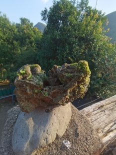 天然钟乳石石头花盆，附苔藓生长状态特别好苔藓微景观一物一拍