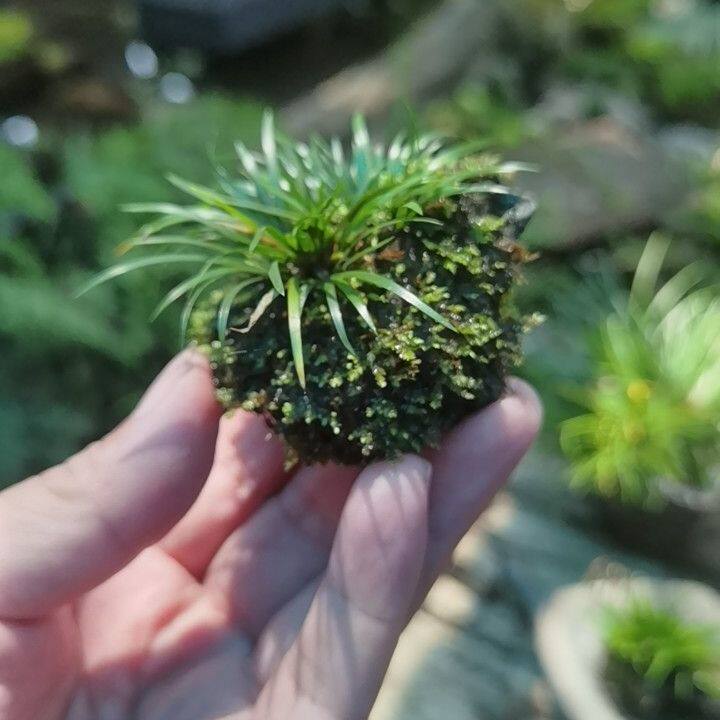 指尖附石菖蒲