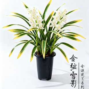 金弦雪影兰花苗盆栽建兰系列花卉植物室内客厅带盆栽好养绿植易活