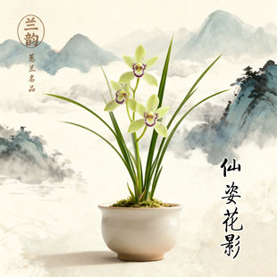 【仙姿花影】蕙兰兰花花香四溢芳香馥郁绿植盆栽室内好养名贵植物