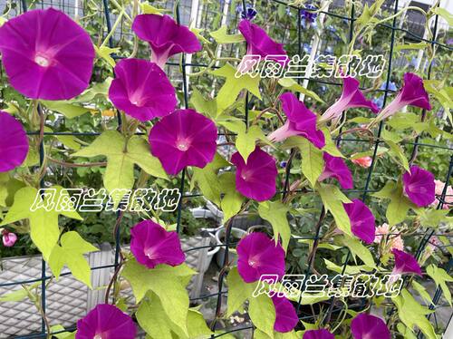 日系朝颜重瓣牵牛花阳台