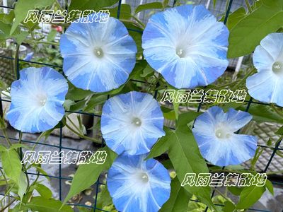 日系朝颜重瓣牵牛花阳台