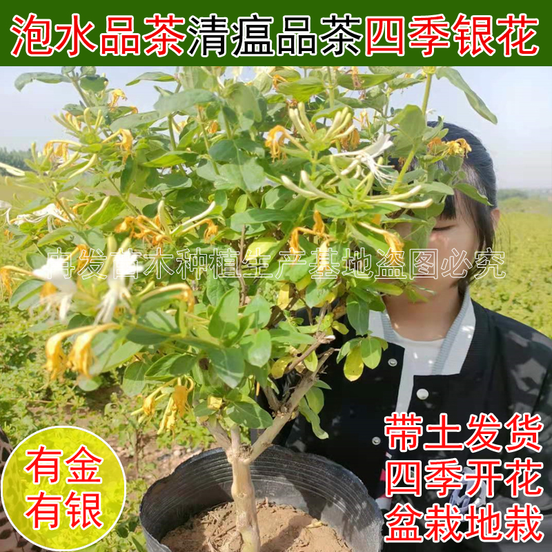 品种金银花苗树苗包邮盆栽红色金银花苗四季金银花树盆景室内庭院