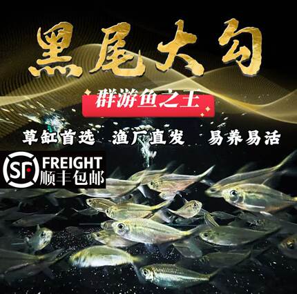 迷你鹦鹉鱼淡水小型热带鱼活体观赏鱼宝蓝白金鱼苗繁殖种鱼组包邮