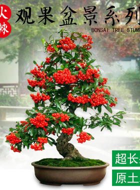 盆栽盆景阳台火棘美观可食用