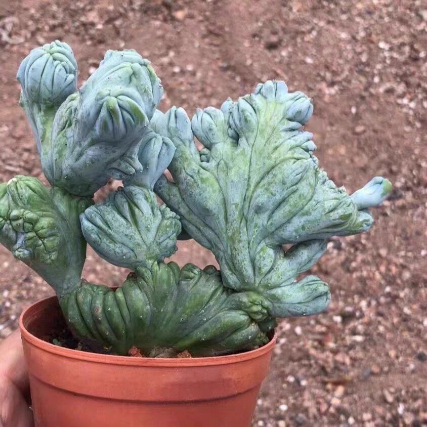 龙神木石化缀化稀有品种仙人柱仙人掌科多肉奇趣阳台绿植盆栽易养