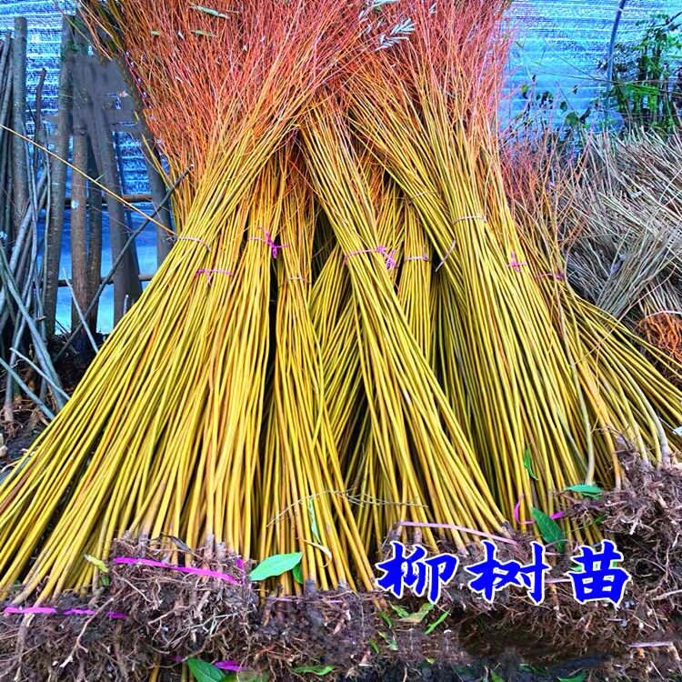 垂柳树苗黄金柳直柳青皮柳金丝柳庭院道路占地河边风景绿化工程苗