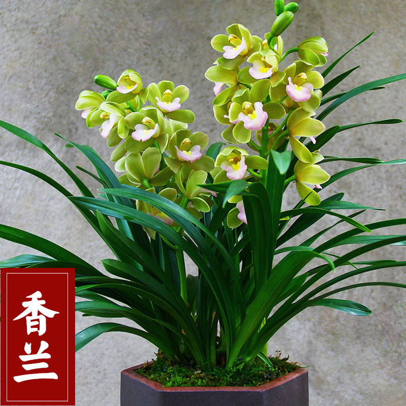 兰花盆栽植物室内四季好养花卉观花绿植兰草建兰香兰花苗当年开花