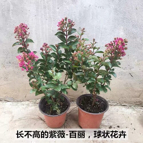 百丽紫薇盆栽美国丰花矮生型紫薇球窗台香花盆景植物带原土花灌木
