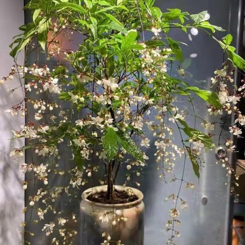 垂丝茉莉盆栽带苞室内好养垂枝花卉泰国稀有品种绿植白玉蝴蝶好养