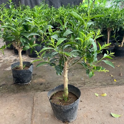 夜来香盆栽花树苗老桩带花苞室内外驱蚊花卉植物庭院阳台好养易活