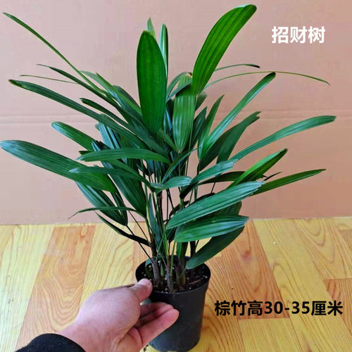 招财树棕竹盆栽室内绿植棕榈苗耐旱耐寒植物室外盆景四季常青绿化