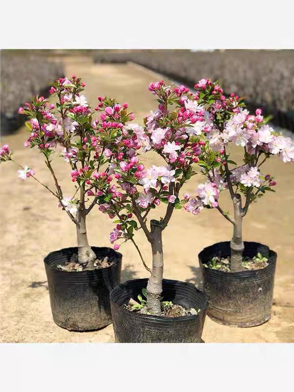 西府海棠盆栽树苗盆景重瓣老桩庭院绿植物室内花卉四季好养开花