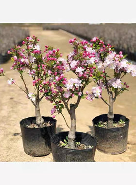 西府海棠盆栽树苗盆景重瓣老桩庭院绿植物室内花卉四季好养开花
