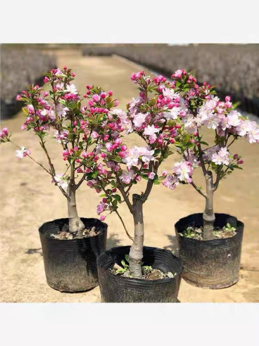 西府海棠盆栽树苗盆景重瓣老桩庭院绿植物室内花卉四季好养开花